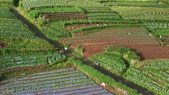 Plant, Agriculture, Landscape, Rural, Farm, Field