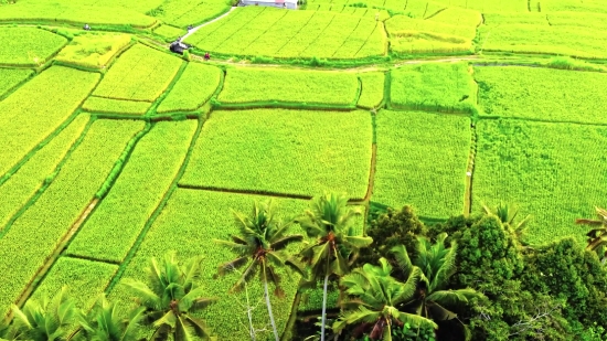 Plant, Agriculture, Rural, Vascular Plant, Field, Landscape