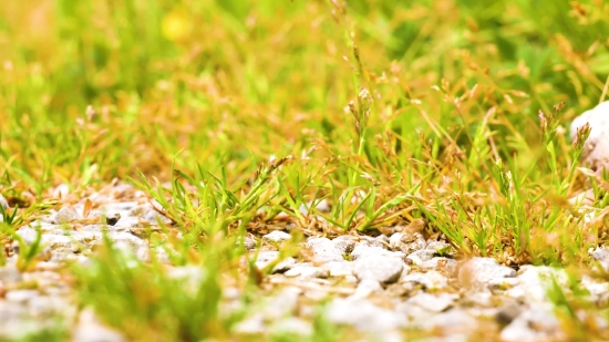 Plant, Alfalfa Sprout, Grass, Sprout, Field, Herb