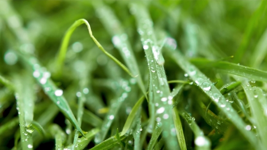 Plant, Dew, Grass, Growth, Drops, Environment