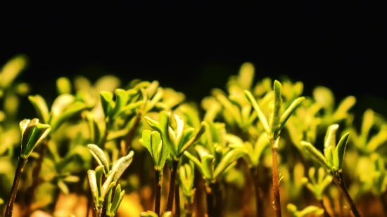 Plant, Field, Spring, Grass, Agriculture, Herb