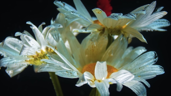 Plant, Flower, Vascular Plant, Petal, Blossom, Lily