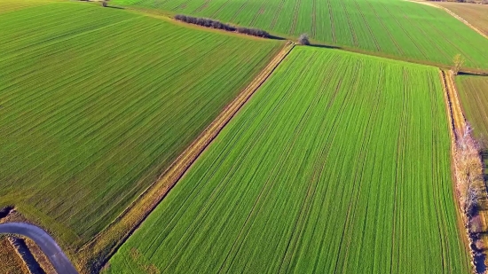 Plant, Grass, Farmer, Leaf, Spring, Summer