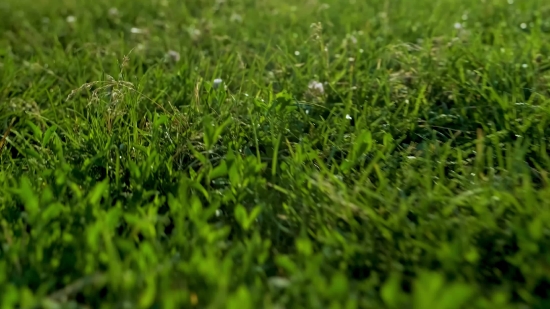 Plant, Grass, Herb, Vascular Plant, Lawn, Field