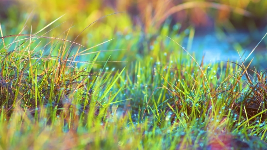 Plant, Grass, Vascular Plant, Field, Herb, Spring