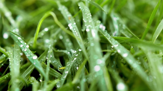 Plant, Herb, Vascular Plant, Growth, Grass, Dew