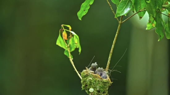 Plant, Herb, Vascular Plant, Leaf, Tree, Spring