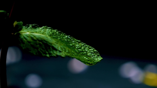 Plant, Leaf, Fresh, Vegetable, Freshness, Dew