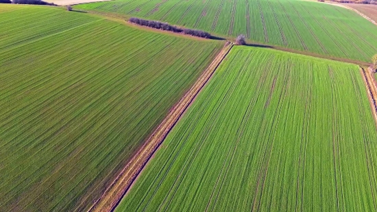 Plant, Pattern, Leaf, Farmer, Summer, Texture