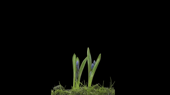 Plant, Spring, Grass, Growth, Leaf, Field