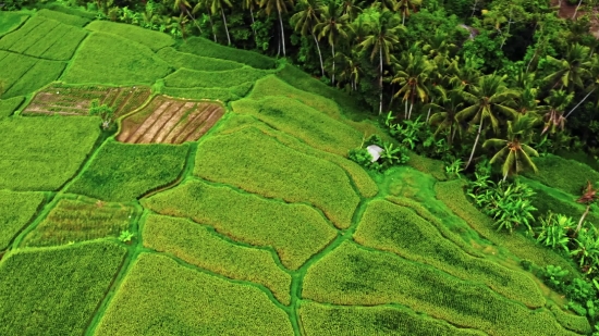 Plant, Tea, Grass, Landscape, Tree, Rural