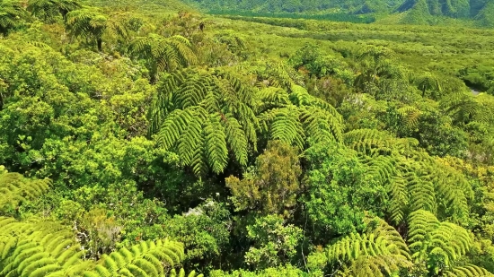 Plant, Tree, Tea, Landscape, Rural, Agriculture