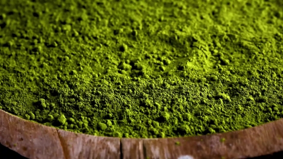 Plant, Vascular Plant, Common Duckweed, Grass, Duckweed, Herb