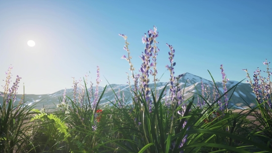 Plant, Vascular Plant, Herb, Tree, Sky, Woody Plant