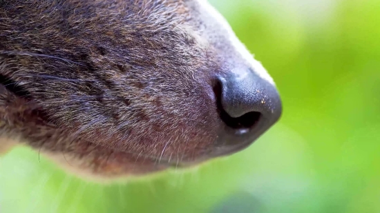 Platypus, Mammal, Sea Lion, Nose, Wildlife, Tapir