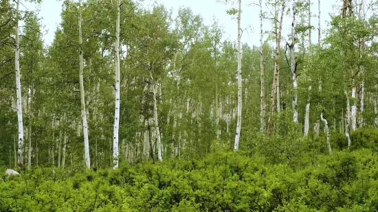 Poplar, Tree, Birch, Forest, Woody Plant, Vascular Plant