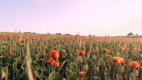 Poppy, Flower, Angiosperm, Field, Tulip, Spring