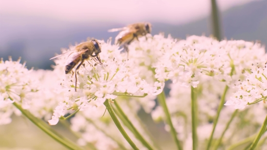 Portrait Stock Footage, Herb, Plant, Vascular Plant, Cow Parsley, Flower