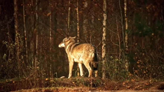 Predator, Coyote, Wildlife, Canine, Wolf, Lion