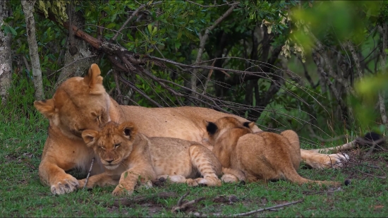 Predator, Lion, Big Cat, Feline, Wildlife, Cat