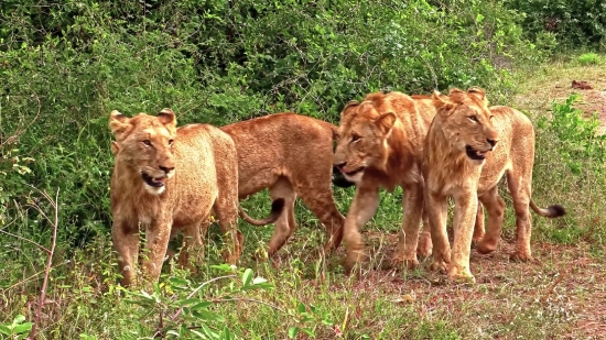 Predator, Lion, Feline, Big Cat, Cat, Wildlife