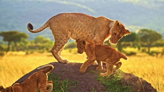 Predator, Lion, Feline, Big Cat, Wildlife, Cat