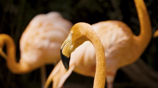 Pretzel, Cracker, Bread, Flamingo, Bird, Baked Goods