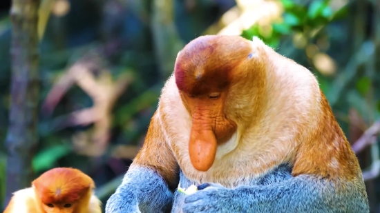 Proboscis Monkey, Monkey, Primate, Bird, Beak, Cute