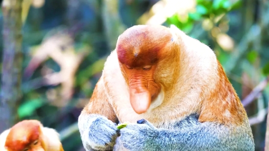 Proboscis Monkey, Monkey, Primate, Cute, Wildlife, Close