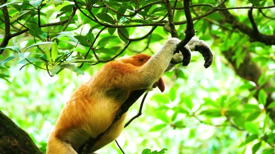 Proboscis Monkey, Monkey, Primate, Wildlife, Tree, Wild