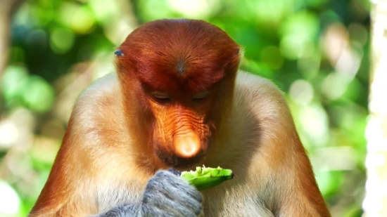 Proboscis Monkey, Monkey, Primate, Wildlife, Wild, Ape