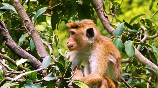 Proboscis Monkey, Monkey, Primate, Wildlife, Wild, Ape