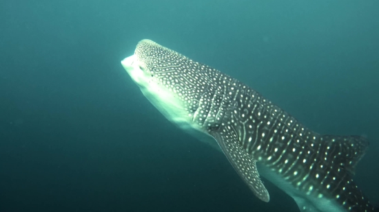 Puffer, Fish, Ray, Underwater, Sea, Electric Ray