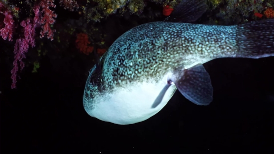 Puffer, Fish, Underwater, Sea, Tropical, Reef