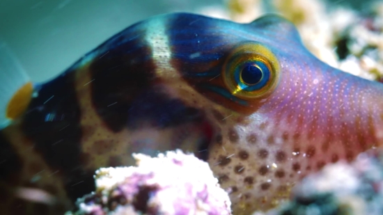 Puffer, Fish, Underwater, Sea, Water, Ocean