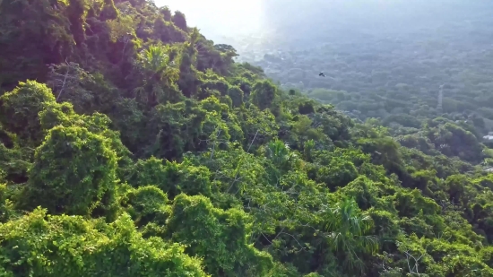 Rain Drops Green Screen Video Download, Tree, Woody Plant, Landscape, Mountain, Forest