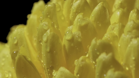 Rain Drops Video Clip Free Download, Food, Lemon, Fruit, Citrus, Meal