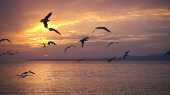 Rainforest Stock Footage, Pelican, Seabird, Beach, Sea, Sunset