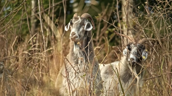 Ram, Sheep, Wildlife, Simpleton, Wild, Fur