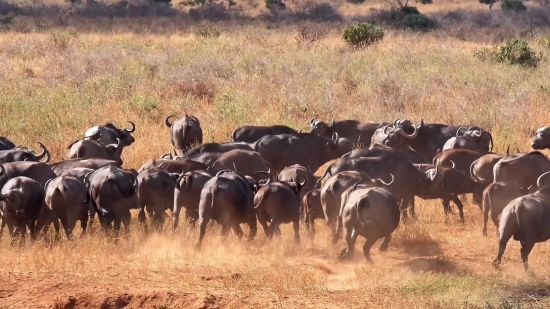 Ranch, Cattle, Farm, Cow, Grass, Herd