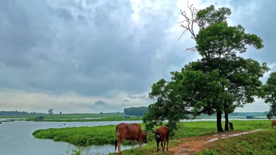 Ranch, Cow, Cattle, Farm, Pasture, Field