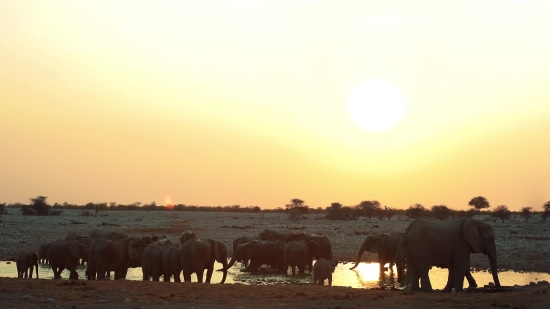 Ranch, Cow, Farm, Beef, Field, Cattle