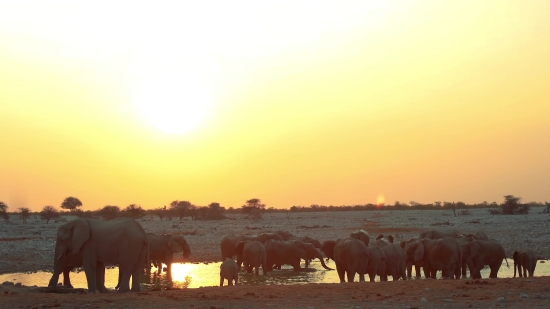 Ranch, Cow, Farm, Beef, Field, Cattle