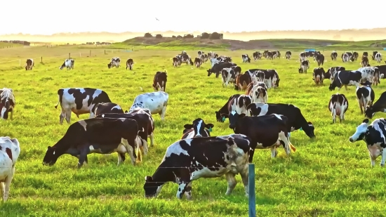 Ranch, Cow, Farm, Grass, Cattle, Pasture