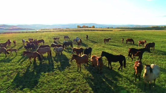 Ranch, Farm, Grass, Cow, Field, Pasture