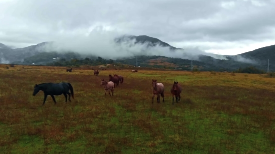 Ranch, Pasture, Horse, Grass, Horses, Farm