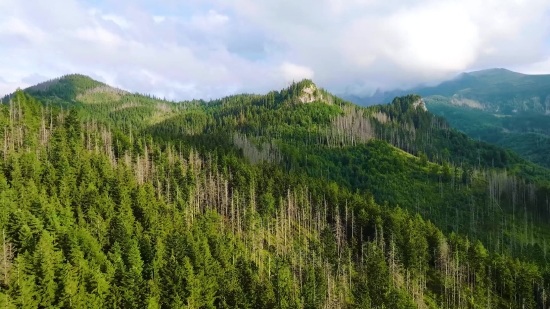 Range, Tree, Landscape, Mountain, Mountains, Forest