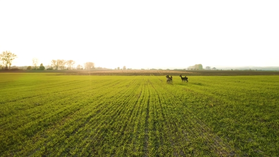 Rapeseed, Field, Oilseed, Rural, Meadow, Grass