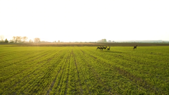 Rapeseed, Field, Wheat, Rural, Oilseed, Agriculture