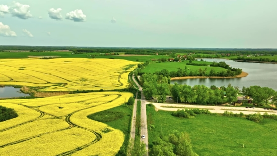 Rapeseed, Oilseed, Maze, Seed, Landscape, Field